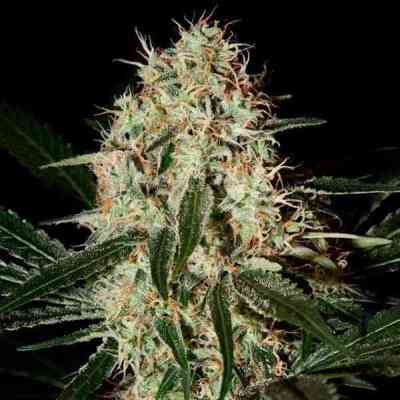 Arjan's Haze 3 > Green House Seed Company